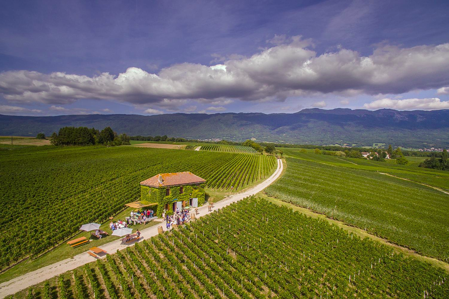 A Summer wine bar in the middle of the vineyards